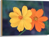 Hout - Fel Oranje en Gele Cosmos Bloemen voor Donker Groene Achtergrond - 80x60 cm - 9 mm dik - Foto op Hout (Met Ophangsysteem)
