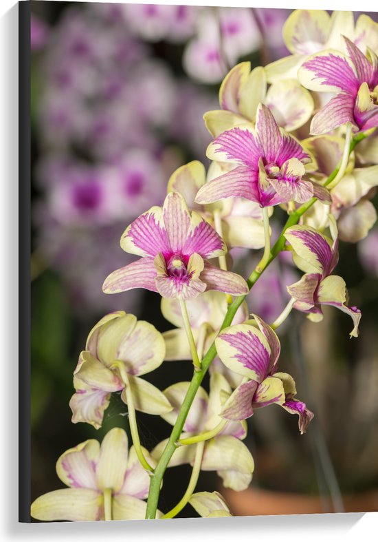 Canvas - Paars met groene orchidee bloemen met andere orchidee bloemen op de achtergrond - 60x90 cm Foto op Canvas Schilderij (Wanddecoratie op Canvas)