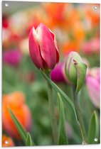 Tuinposter – Donker roze tulpen die nog aan het uitkomen zijn - Bloemen - 60x90 cm Foto op Tuinposter (wanddecoratie voor buiten en binnen)