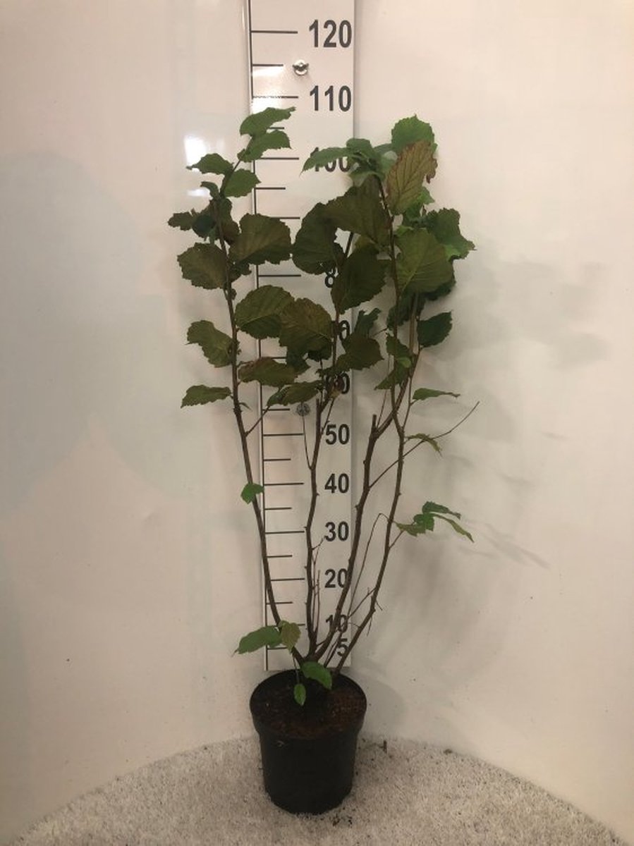 Corylus avellana C5 80-100 cm - Bladverliezend