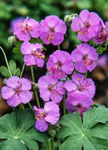 Geranium cantabrigiense 'Cambridge' C2 cm