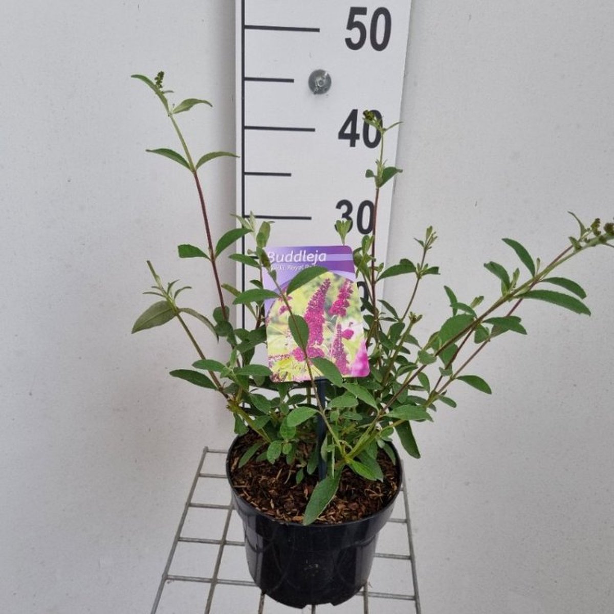 Buddleja davidii 'Royal Red' C2 30-40 cm - Geurend - Informele haag - Insectenlokkend - Bladverliezend - Bloeiende plant
