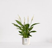 Spathiphyllum kamerplant in sierpot Very Potter 'Potverdorie goed gedaan' - Creme - Luchtzuiverende Lepelplant - 35-50cm - Ø13 - Met keramieken bloempot - vers uit de kwekerij - uniek cadeau