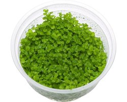 Micranthemum Monte Carlo 100cc cup - Aquariumplanten InVitro - Aquarium decoratie - Moerings