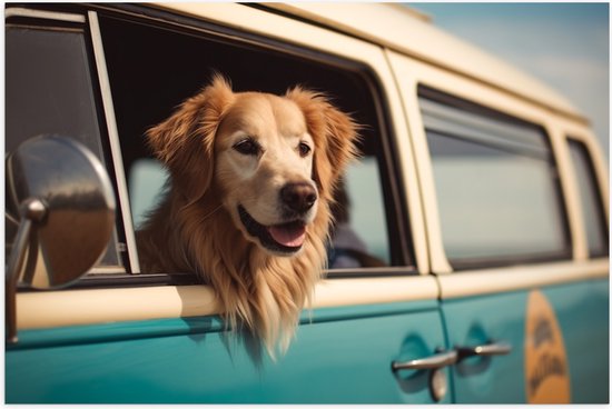 Poster Glanzend – Golden Retriever Hond uit Raam van Blauw Busje - 105x70 cm Foto op Posterpapier met Glanzende Afwerking