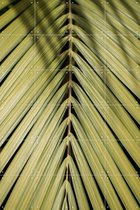 IXXI Tropical - Wanddecoratie - Fotografie - 80 x 120 cm