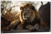 Tuinposter – Liggende Tevreden Leeuw met Prachtige Manen - 120x80 cm Foto op Tuinposter (wanddecoratie voor buiten en binnen)
