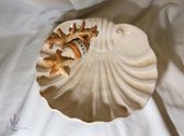BellaCeramics 1210/P | Bord zeeschelp | medium beige koraal/schelpen | Italië - Italiaans keramiek servies groot | 20,5 x 22 cm h 4,5 cm