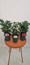 Camellia Japonica 3 stuks (Rood/Roze/Wit) - potmaat 12 cm - planthoogte 30 cm - Plants By Suus