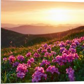 PVC Schuimplaat- Roze Bloemenveld boven aan de Berg bij Zonsondergang - 80x80 cm Foto op PVC Schuimplaat
