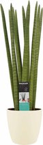 Decorum Sansevieria Cylindrica straight met Elho brussels soap ↨ 55cm - hoge kwaliteit planten