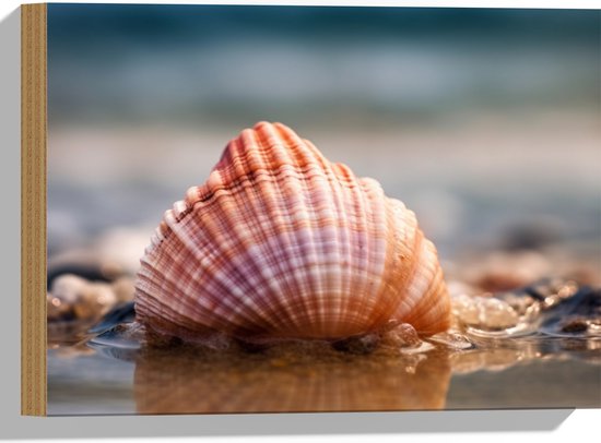 Hout - Zeeschelp Aangespoeld aan de Kust - 40x30 cm - 9 mm dik - Foto op Hout (Met Ophangsysteem)