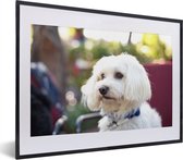 Photo encadrée - Cadre photo mignon chien maltais noir avec passe-partout blanc petit 40x30 cm - Affiche encadrée (Décoration murale salon / chambre)