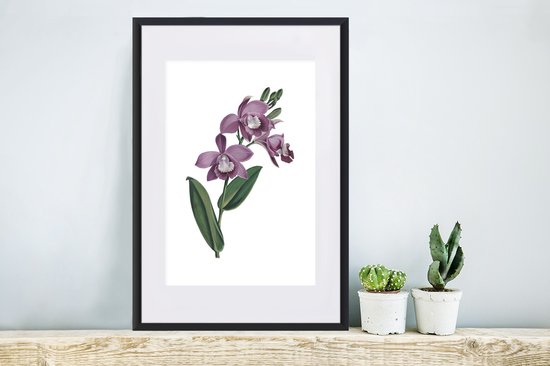 Bloem orchidée violette sur fond blanc 40x60 cm