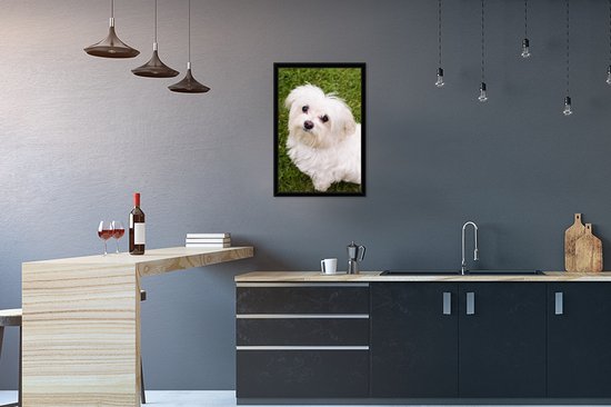 Photo encadrée - Le chien maltais regarde vers le haut cadre photo noir 40x60 cm - Affiche encadrée (Décoration murale salon / chambre)