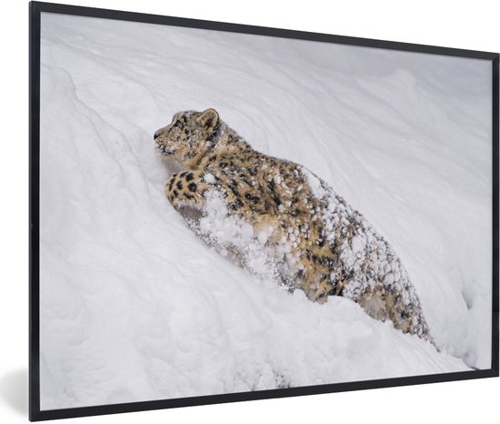 Photo encadrée - Léopard des neiges marchant dans la neige cadre photo noir sans passe partout 30x20 cm - Affiche encadrée (Décoration murale salon / chambre)