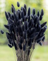 Fleurs séchées - Lagurus Ovatus - Queue de lièvre - Zwart
