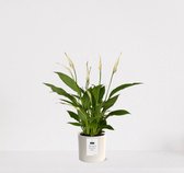 Spathiphyllum kamerplant in sierpot Very Potter 'Potverdorie bedankt zeg' - Creme - Luchtzuiverende Lepelplant - 35-50cm - Ø13 - Met keramieken bloempot - vers uit de kwekerij - uniek cadeau