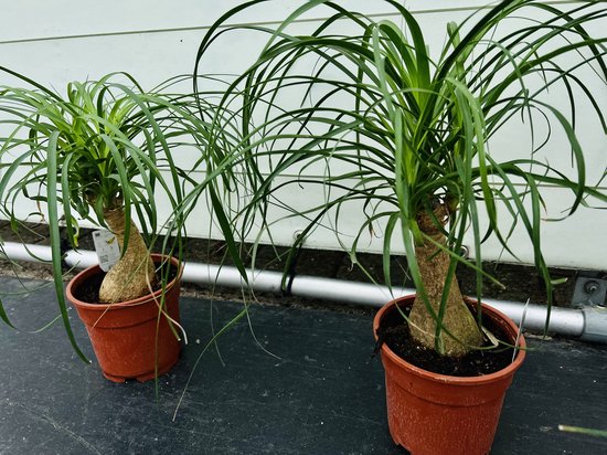 Pianta Beaucarnea Recurvata Robusta Per Interni - Altezza 40-50 Cm, Fogliame Verde, Facile Cura Per Casa E Ufficio