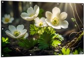 Tuinposter – Anemoon Bloemen in Bos met Zonnestralen - 150x100 cm Foto op Tuinposter (wanddecoratie voor buiten en binnen)