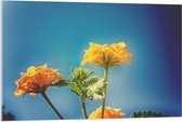 Acrylglas - Oranje en Gele Wisselbloemen voor Heldere Lucht Achtergrond - 105x70 cm Foto op Acrylglas (Met Ophangsysteem)