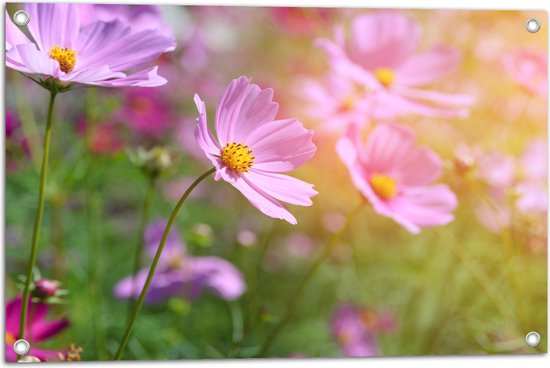 Tuinposter – Boemenveld met Paarse Cosmea Bloemen - 75x50 cm Foto op Tuinposter (wanddecoratie voor buiten en binnen)