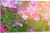 Tuinposter – Boemenveld met Paarse Cosmea Bloemen - 105x70 cm Foto op Tuinposter (wanddecoratie voor buiten en binnen)