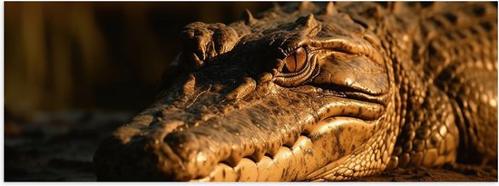 Poster Glanzend – Krokodil ligt op de grond met zijn hoofd in het water - 90x30 cm Foto op Posterpapier met Glanzende Afwerking