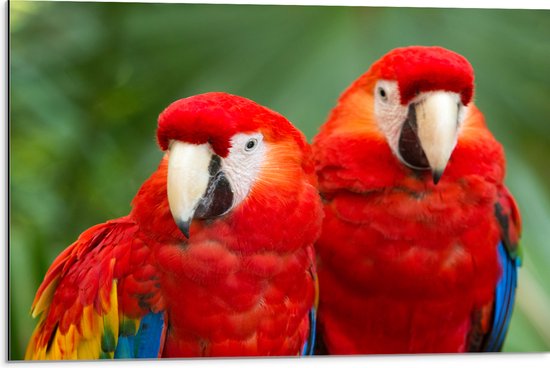 Dibond - Twee papegaaien zitten langs elkaar in een bos - 75x50 cm Foto op Aluminium (Wanddecoratie van metaal)