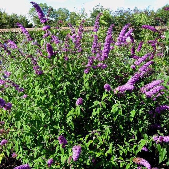 Buddleja davidii 'Empire Blue' bestellen