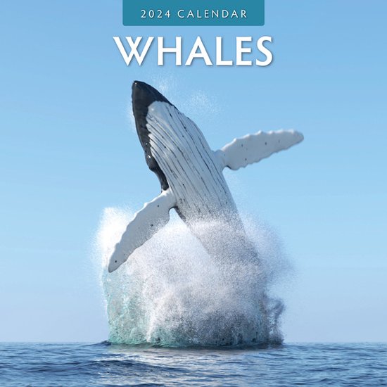 Walvissen Whales Kalender 2024