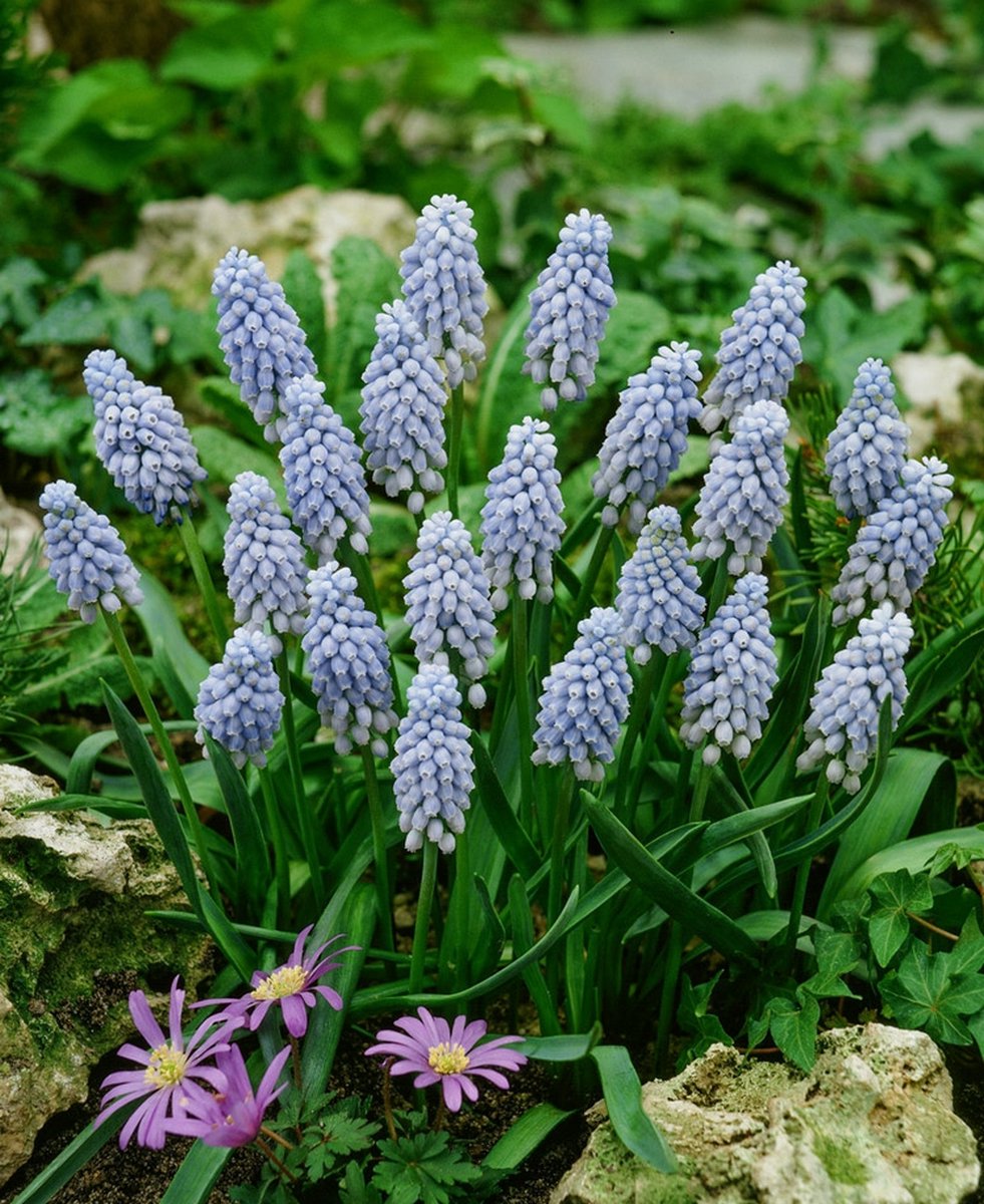 50x Blauwe druifjes 'Muscari valerie finnis' - BULBi® Bloembollen met bloeigarantie