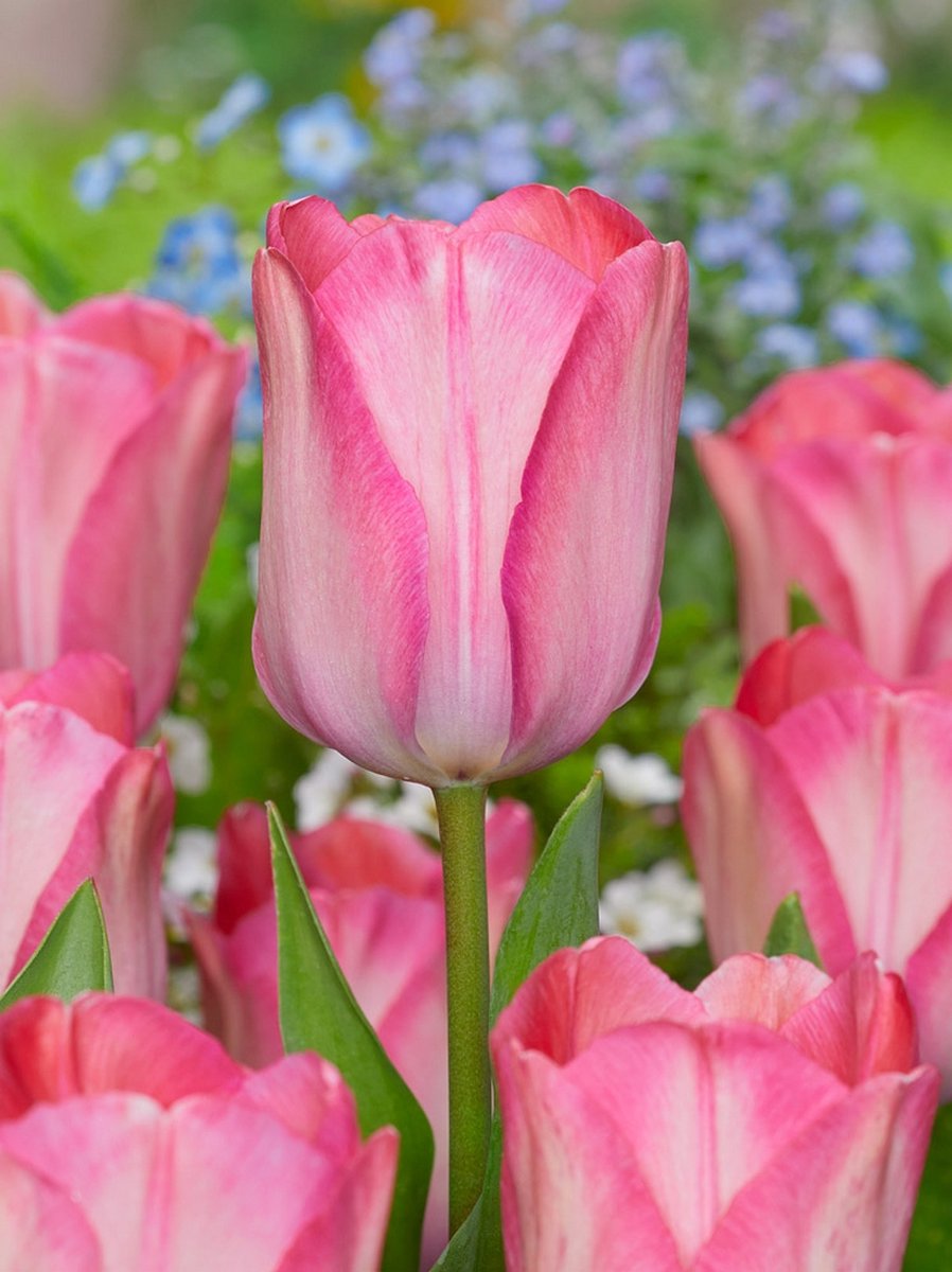 25x Tulpen 'Pink sound' - BULBi® Bloembollen met bloeigarantie