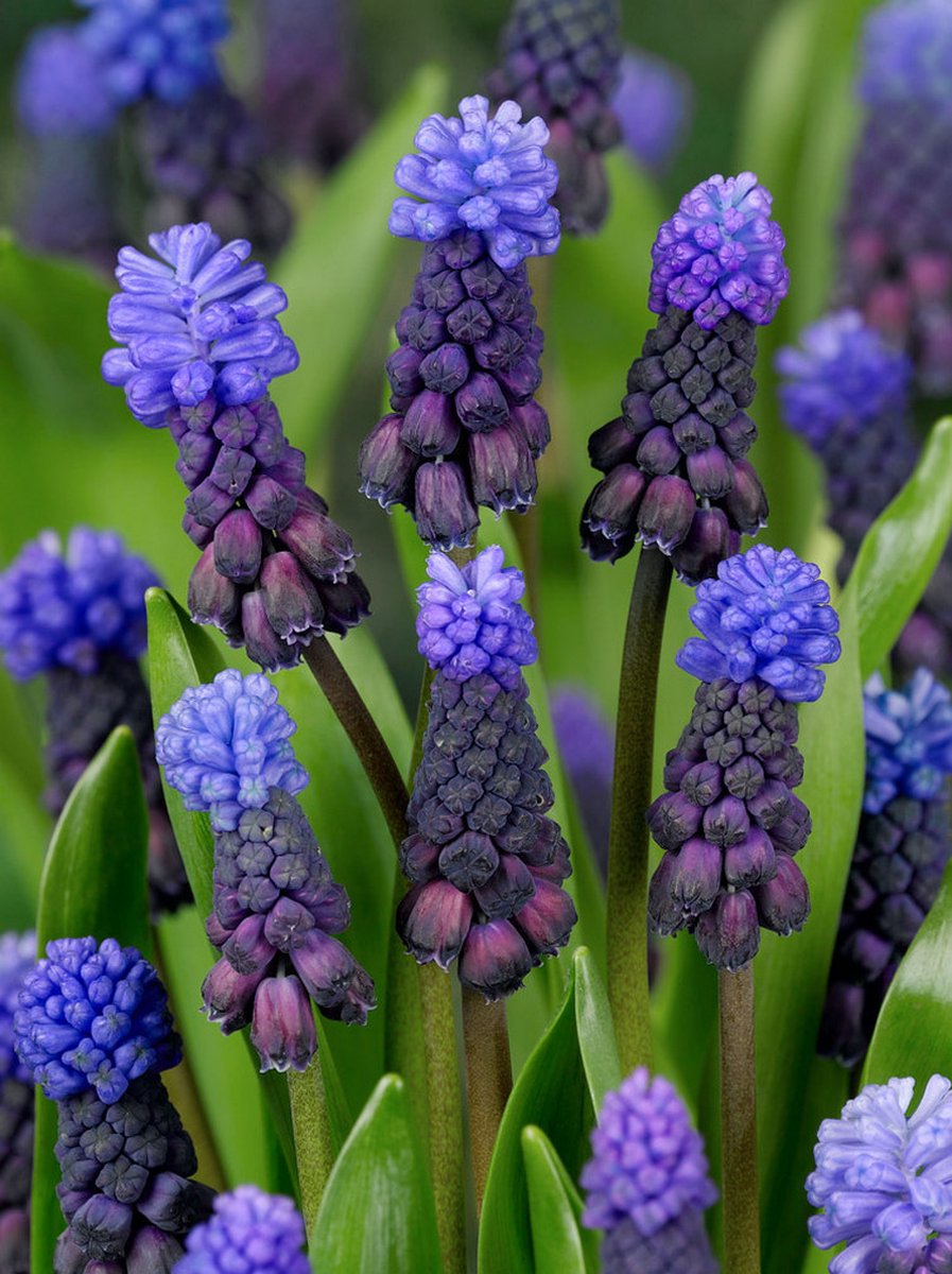 50x Blauwe druifjes 'Muscari latifolium' - BULBi® Bloembollen met bloeigarantie