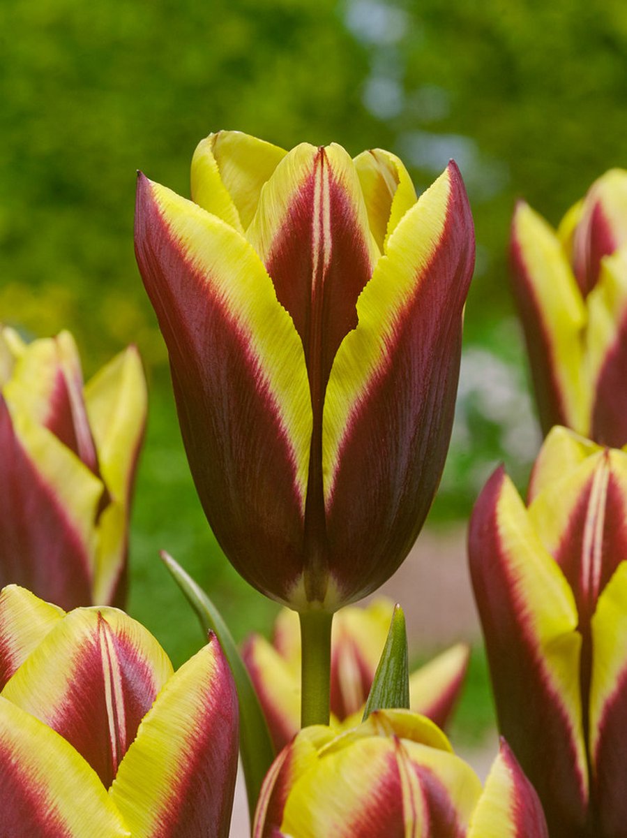 20x Tulpen 'Gavota' - BULBi® Bloembollen met bloeigarantie