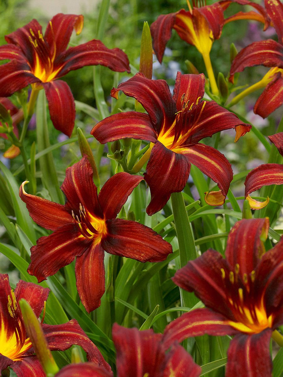 6x Daglelies 'Hemerocallis autumn red' - BULBi® Bloembollen met bloeigarantie
