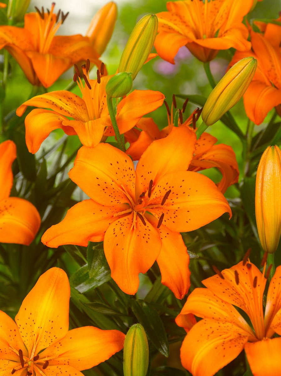 8x Lelie 'Aziatisch oranje' - BULBi® Bloembollen met bloeigarantie