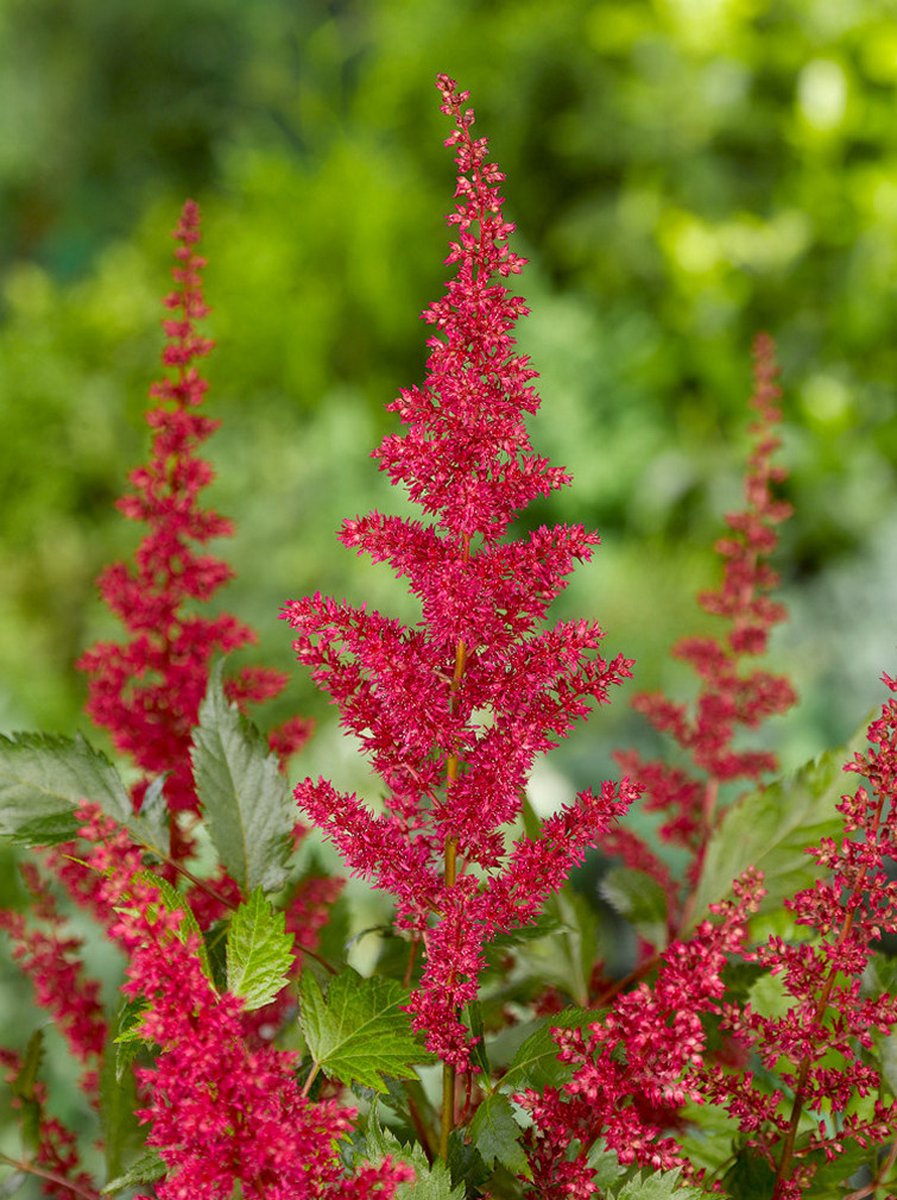 5x Pluimspirea 'Astilbe fanal' - BULBi® Bloembollen met bloeigarantie