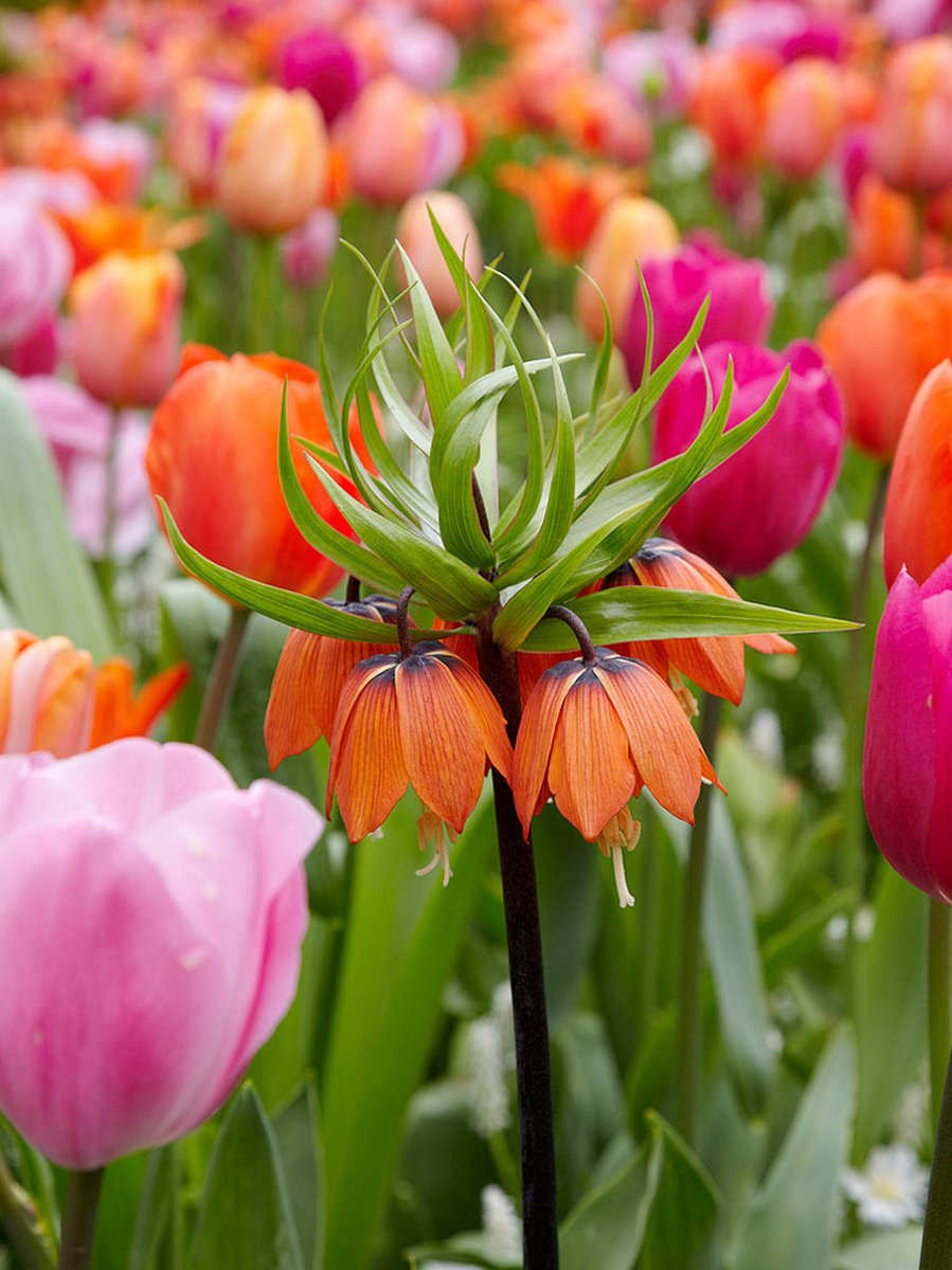 2x Fritillaria 'Fritillaria rubra imperialis' - BULBi® Bloembollen met bloeigarantie