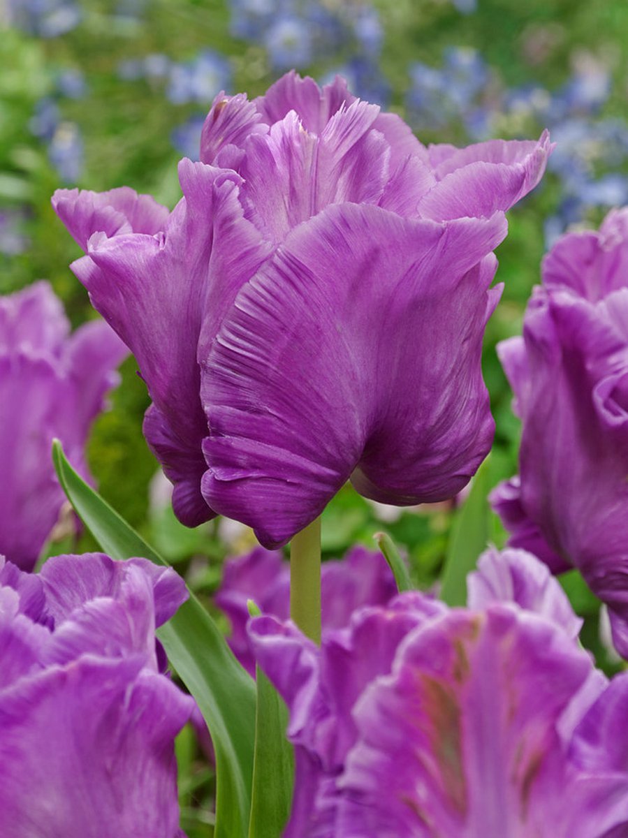 20x Tulpen 'Blue parrot' - BULBi® Bloembollen met bloeigarantie