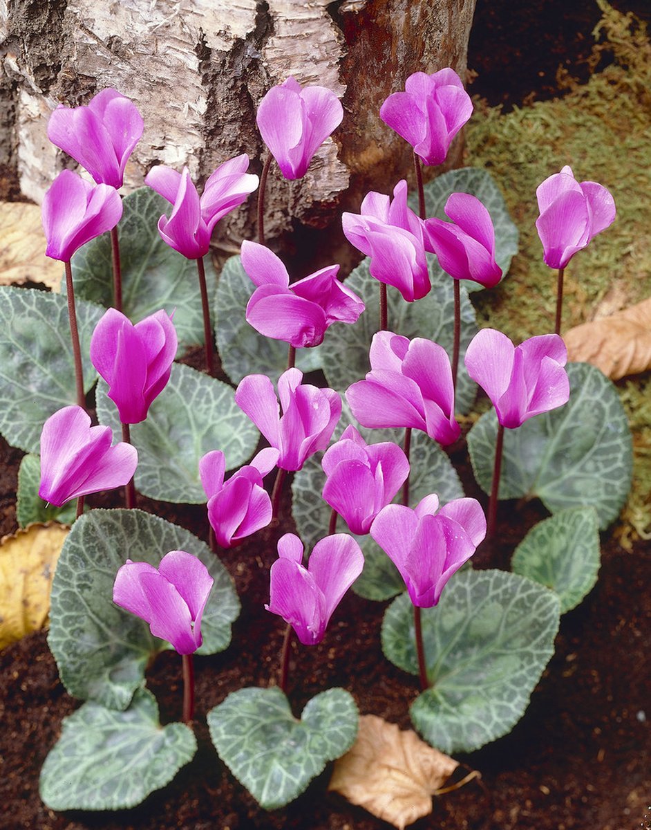 5x Tuincyclaam 'Cyclamen coum' - BULBi® Bloembollen met bloeigarantie