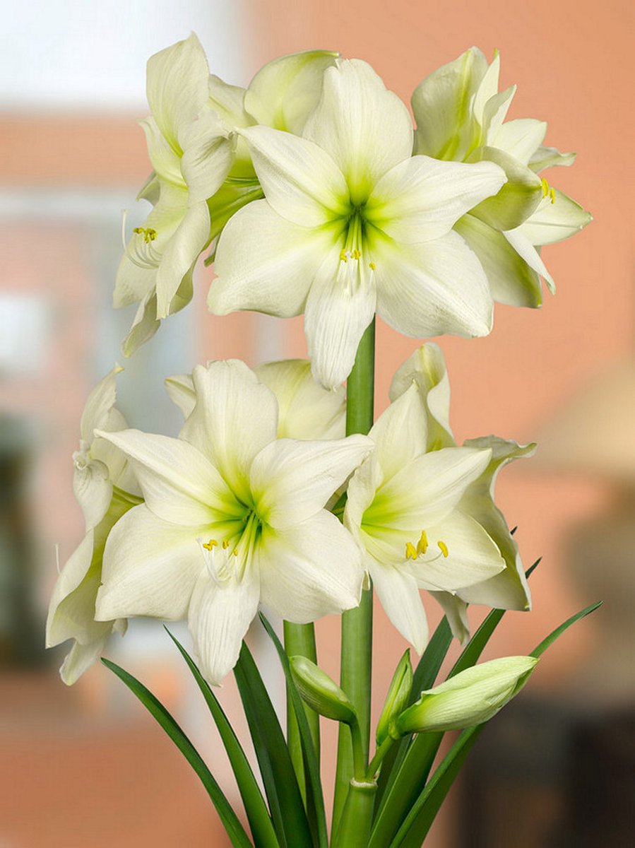 1x Hippeastrum 'Lemon star' - BULBi® Bloembollen met bloeigarantie