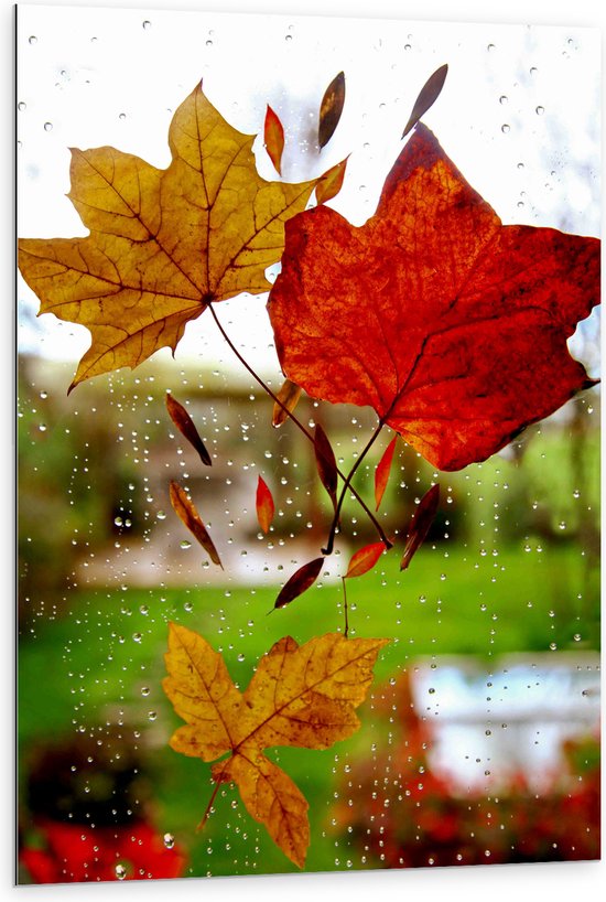 Dibond - Herfst - Bladeren - Druppels - Raam - Glas - 80x120 cm Foto op Aluminium (Wanddecoratie van metaal)