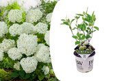 Plant in a Box - Hydrangea Strong Annabelle - Hortensia - Sterke Winterharde Bladverliezende Heester - Pot 19cm - Hoogte 30-40cm