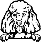 Sticker - Glurende Hond - Poedel - Zwart - 25x20cm - Peeking Dog