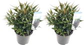 Plant in a Box - Strobilanthes anisophyllus Brunetthy - Set van 2 - Trompetkruid - Sierstruik Winterhard - Pot 17cm - Hoogte 25-40cm