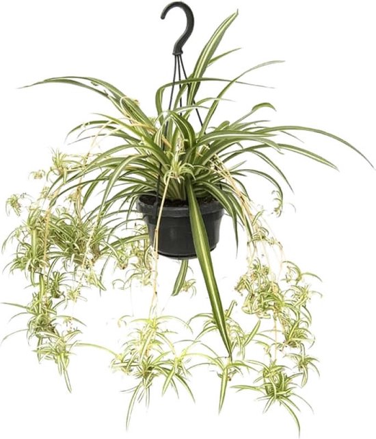 Chlorophytum en pot suspendu par unité - chlorophytum 'variegatum' - plante  d'intérieur ⌀18 cm - ↕40-45 cm