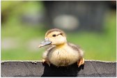 Poster Glanzend – Dier - Eend - Geel - 75x50 cm Foto op Posterpapier met Glanzende Afwerking