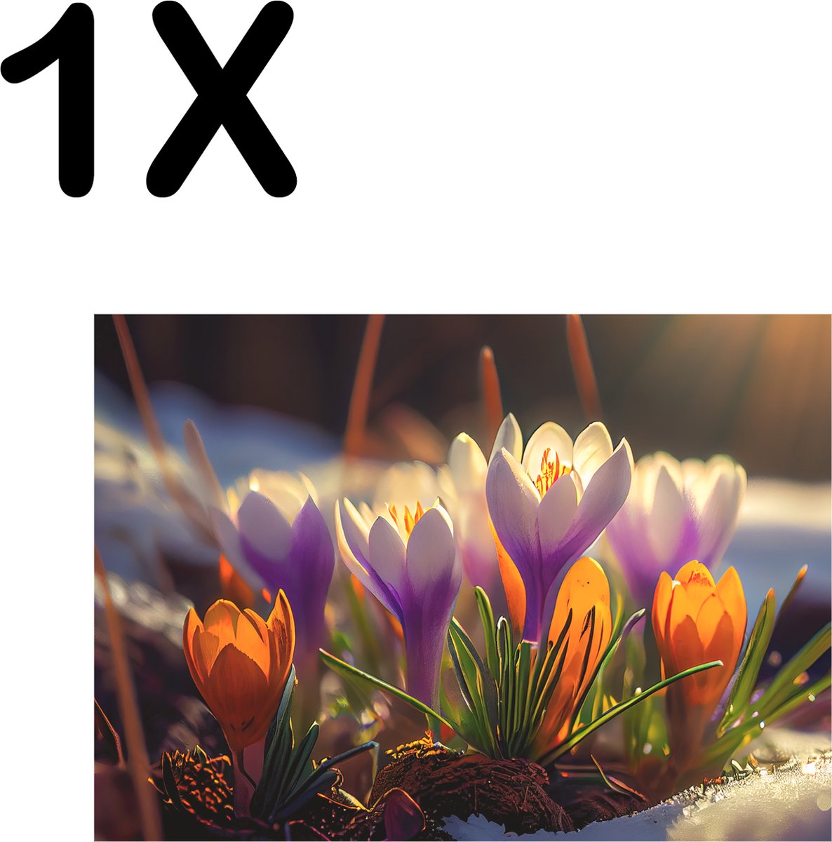 BWK Textiele Placemat - De Eerste Krokus Bloemen van het Seizoen - Set van 1 Placemats - 40x30 cm - Polyester Stof - Afneembaar