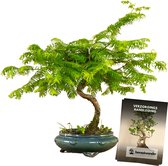 Bonsaiwonder - Metasequoia Spiral - Bonsaiboom - Buiten bonsai - 14 jaar oud - Hoogte: 50cm, Ø 21cm - Met verzorghandleiding
